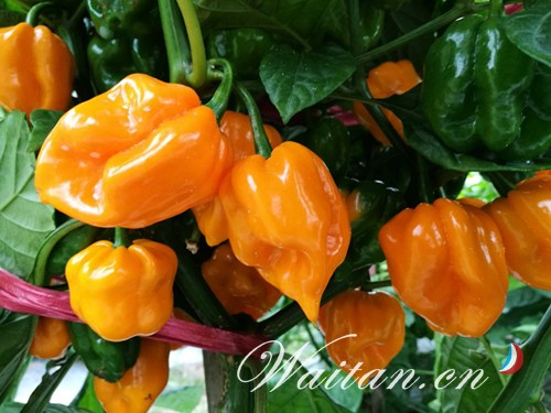 微信图片_20180427093917.jpg 羞羞影视