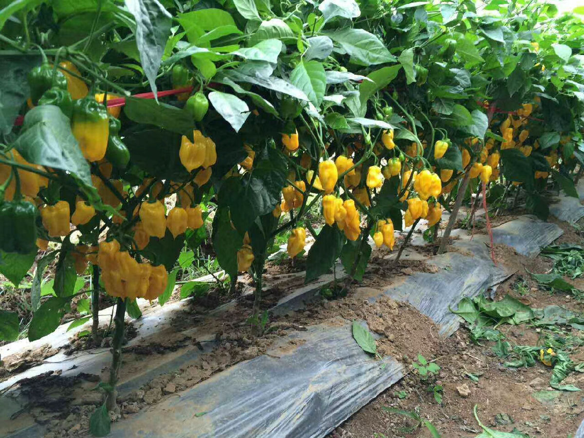 味之源2.jpg 羞羞影视